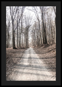 Fotografi av grusväg genom lövskog med nakna höstträd-4