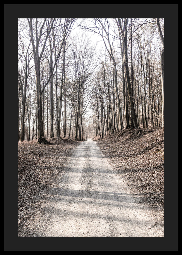 Fotografi av grusväg genom lövskog med nakna höstträd-12