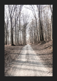 Fotografi av grusväg genom lövskog med nakna höstträd-5