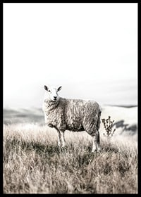 Photographic sheep in open field with light, beige tones-6