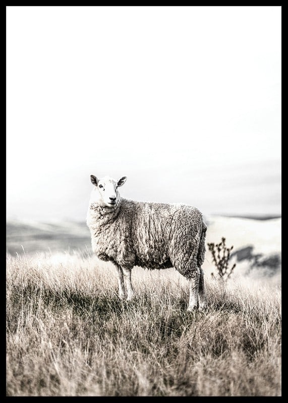 Photographic sheep in open field with light, beige tones-12