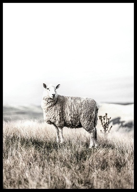 White Sheep In Field-12
