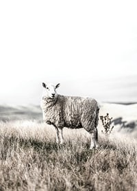 Photographic sheep in open field with light, beige tones-7