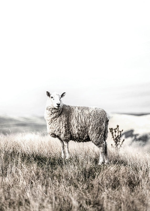 Photographic sheep in open field with light, beige tones-12