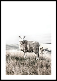 Photographic sheep in open field with light, beige tones-0