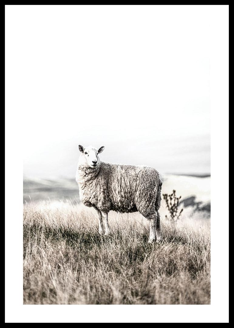 Photographic sheep in open field with light, beige tones-12