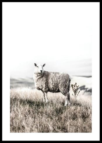 Poster White Sheep In Field