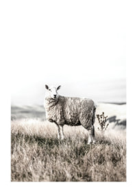 Photographic sheep in open field with light, beige tones-1