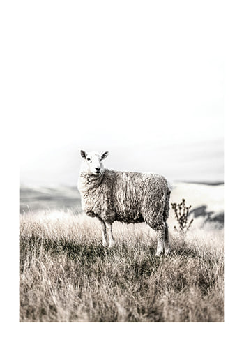 Plakat White Sheep In Field