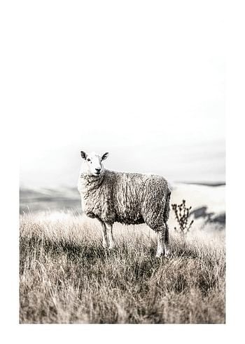 Plakat White Sheep In Field