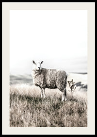Photographic sheep in open field with light, beige tones-2