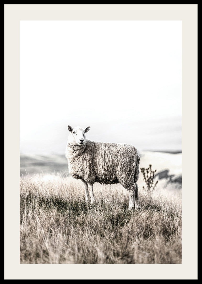 Photographic sheep in open field with light, beige tones-12