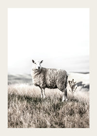 Photographic sheep in open field with light, beige tones-3