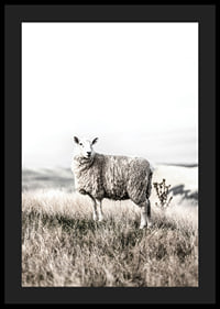 Photographic sheep in open field with light, beige tones-4