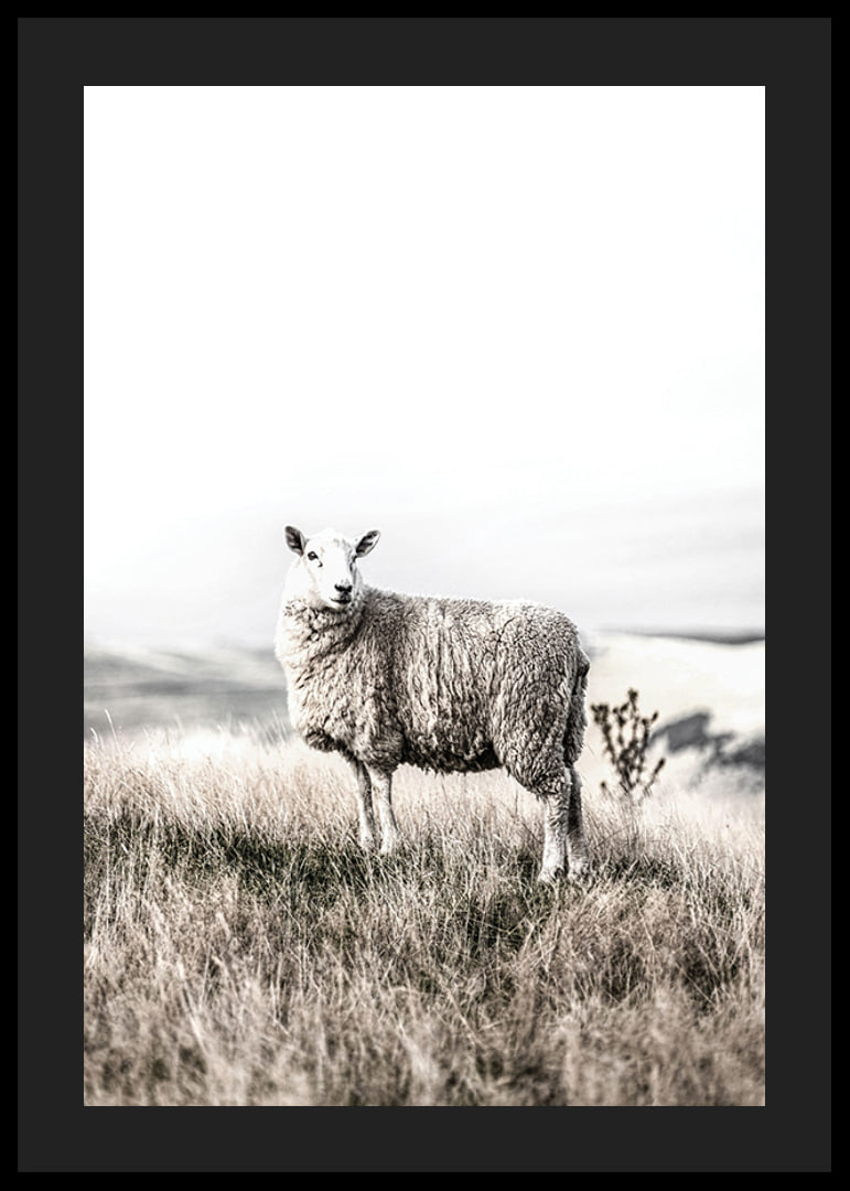 Photographic sheep in open field with light, beige tones-12