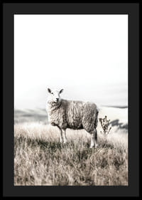 Pecore fotografiche in campo aperto con toni chiari e beige-4