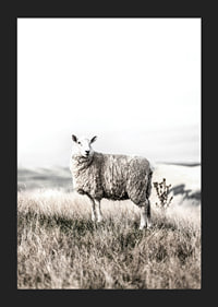 Photographic sheep in open field with light, beige tones-5