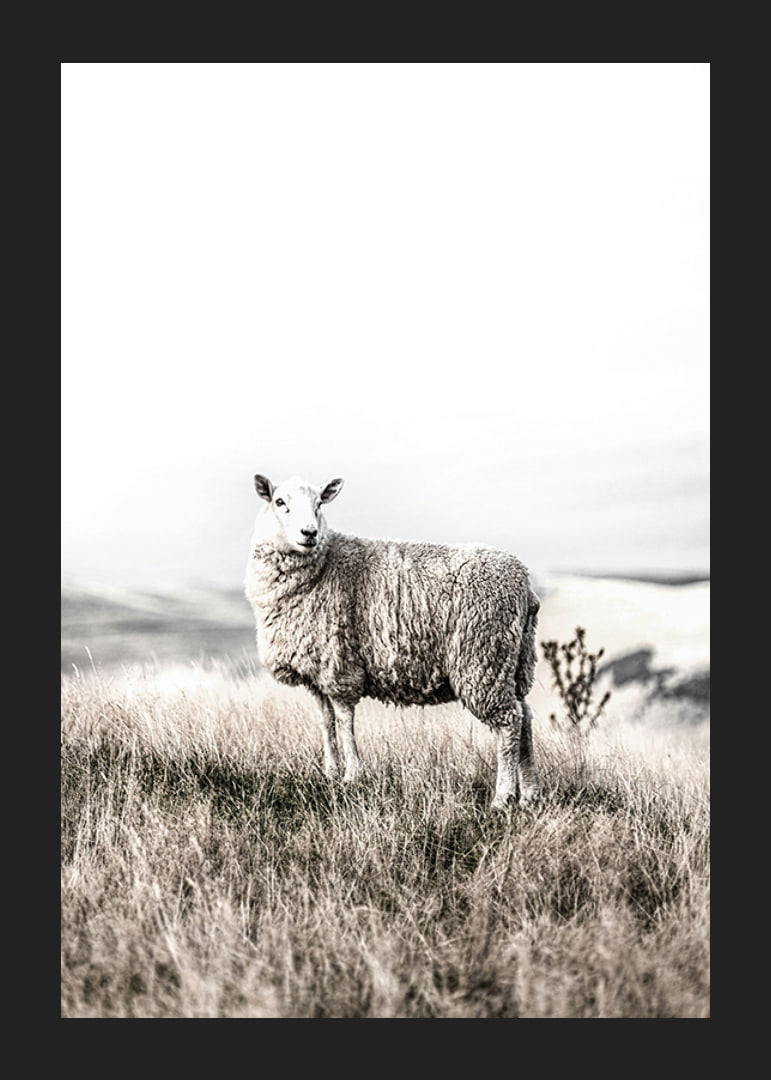 Photographic sheep in open field with light, beige tones-12