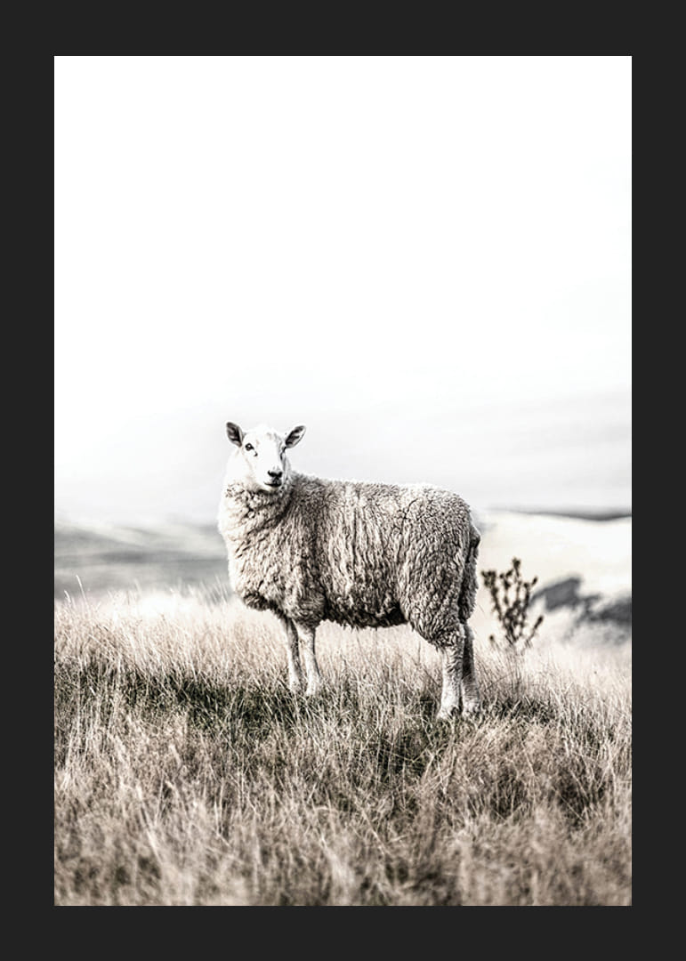 Pecore fotografiche in campo aperto con toni chiari e beige-12