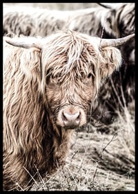 Close-up of long-haired highland cow in beige tones, photographic-6