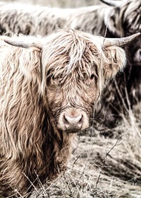 Close-up of long-haired highland cow in beige tones, photographic-7