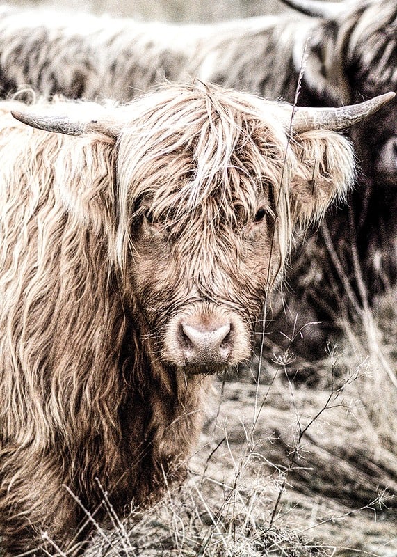 Close-up of long-haired highland cow in beige tones, photographic-12
