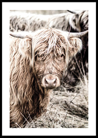 Close-up of long-haired highland cow in beige tones, photographic-0