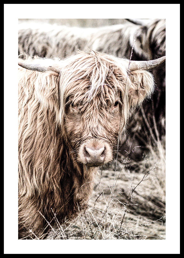 Close-up of long-haired highland cow in beige tones, photographic-12