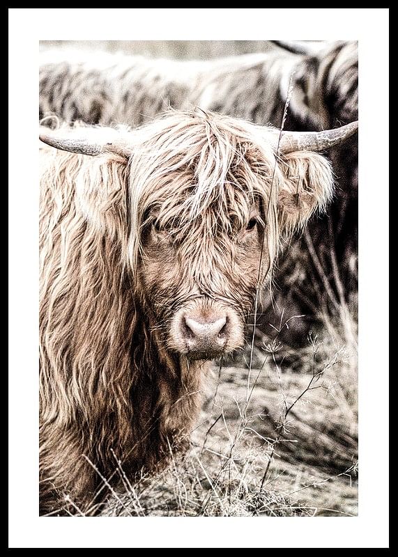 Cow Up Close-12