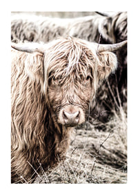 Close-up of long-haired highland cow in beige tones, photographic-1