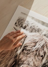 Close-up of long-haired highland cow in beige tones, photographic-9