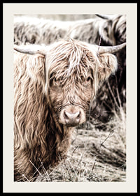 Close-up of long-haired highland cow in beige tones, photographic-2