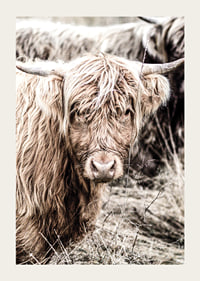 Close-up of long-haired highland cow in beige tones, photographic-3