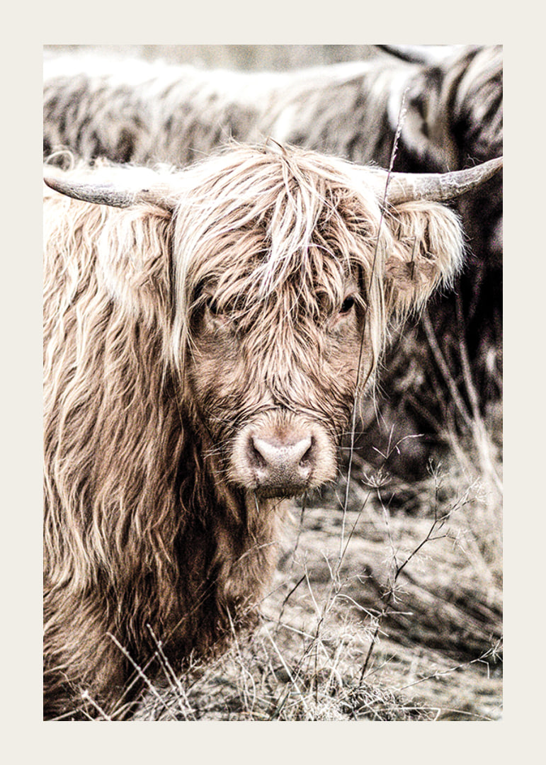 Close-up of long-haired highland cow in beige tones, photographic-12