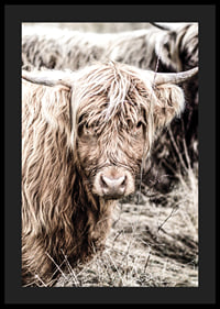 Close-up of long-haired highland cow in beige tones, photographic-4