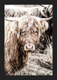 Close-up of long-haired highland cow in beige tones, photographic-5