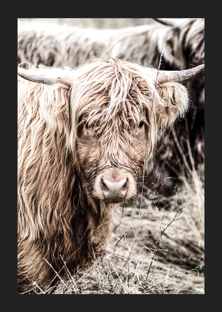 Close-up of long-haired highland cow in beige tones, photographic-12