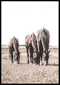 Three brown horses grazing in sunny field with light background-6