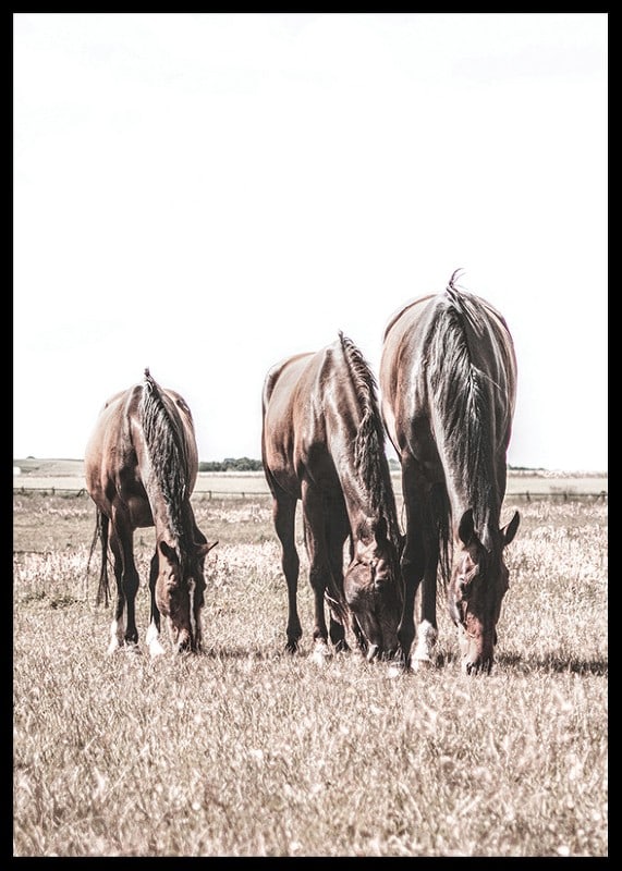 Three brown horses grazing in sunny field with light background-12