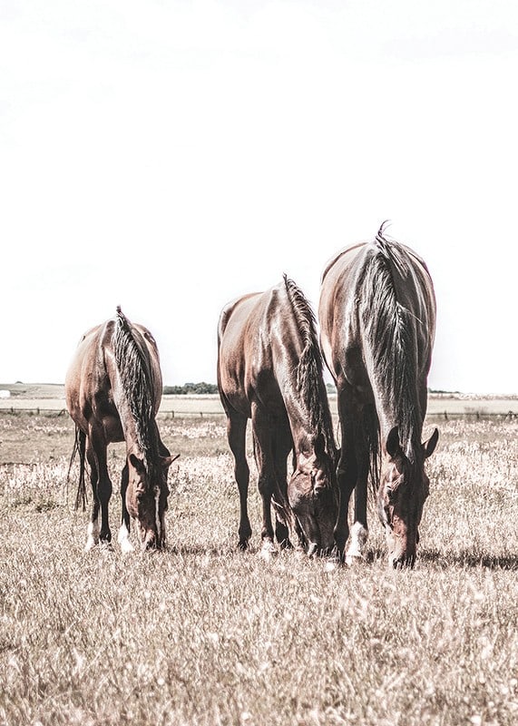 Three brown horses grazing in sunny field with light background-12