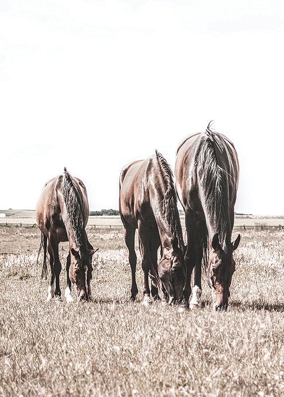 Three Brown Horses-12