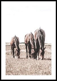 Three brown horses grazing in sunny field with light background-0
