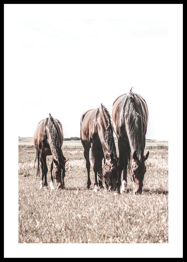 Three brown horses grazing in sunny field with light background-12