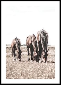 Three Brown Horses-0