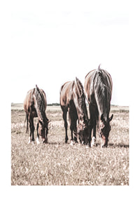 Three brown horses grazing in sunny field with light background-1