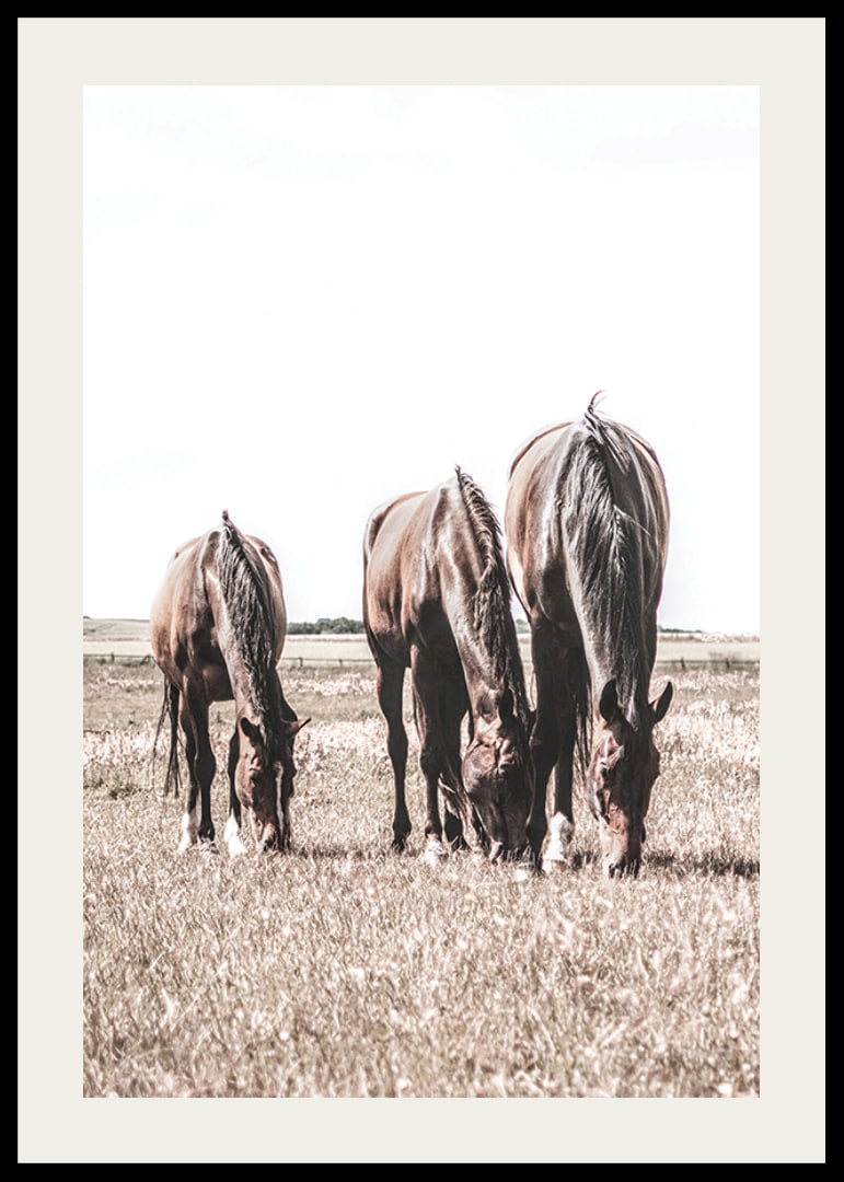 Three brown horses grazing in sunny field with light background-12