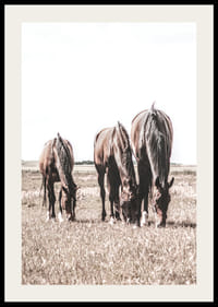 Drie bruine paarden grazen in een zonnig veld met een lichte achtergrond-2
