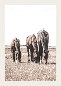 Three brown horses grazing in sunny field with light background-3