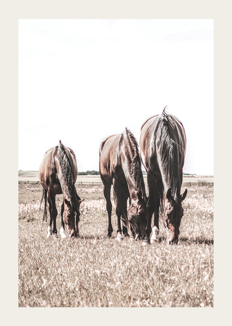 Three brown horses grazing in sunny field with light background-12