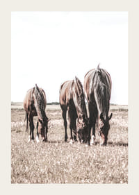 Drie bruine paarden grazen in een zonnig veld met een lichte achtergrond-3